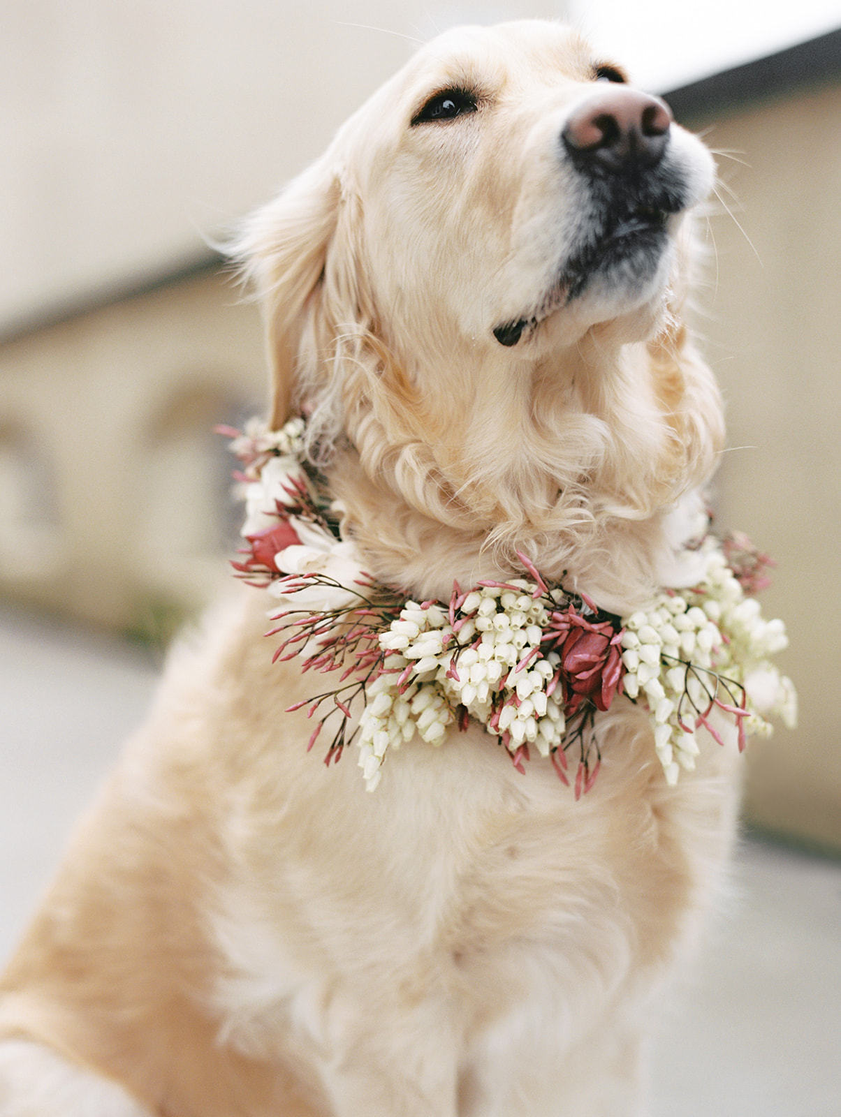 Chateau-Lill-Wedding-Floral-Dog-Collar-on-Belle.jpg A golden retriever looking proud of her floral dog collar at Chateau Lill