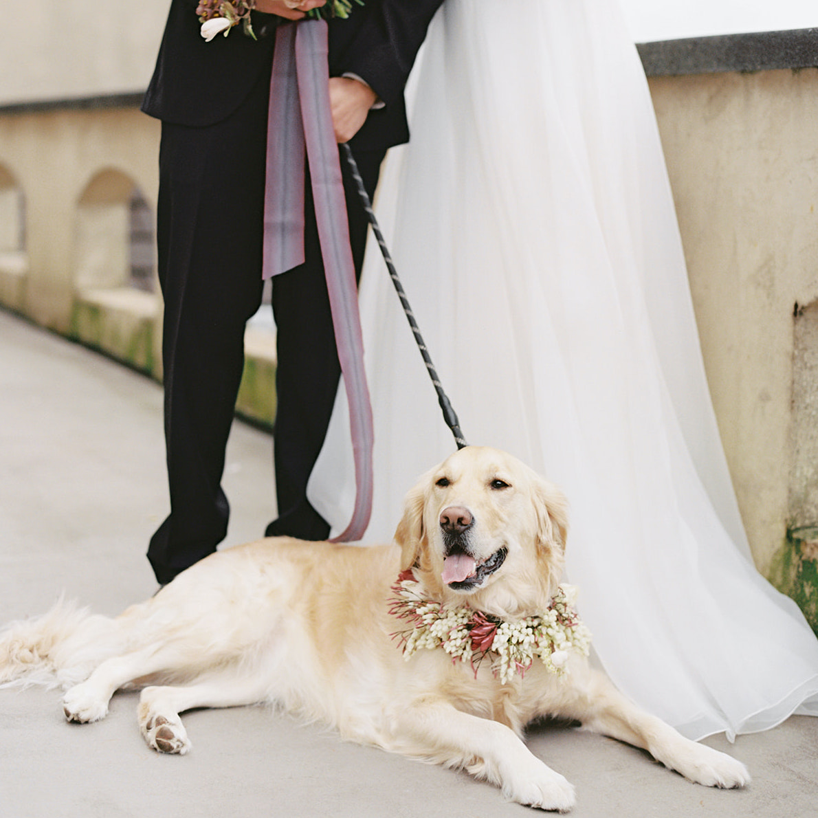 Seattle-Wedding-Florist-Bloom-Poet-Contact-Us-2 A super cute dog with a flower collar - we want to hear about your dog, too, obviously!!