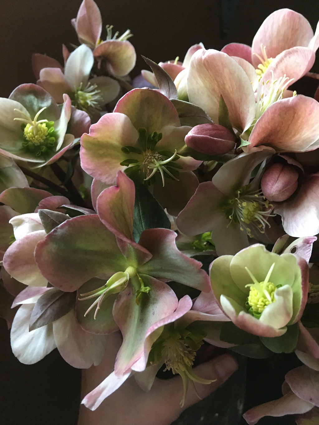 Seattle-Wedding-Florist-Bloom-Poet-Couture-Flower-Dress-American-Flowers-Week-2021-Green-And-Pink-Hellebores A bunch of green and pink hellebores