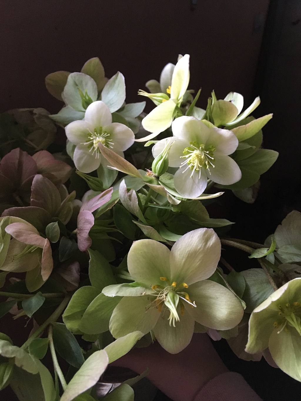 Seattle-Wedding-Florist-Bloom-Poet-Couture-Flower-Dress-American-Flowers-Week-2021-Green-Hellebores A bunch of green and white hellebores