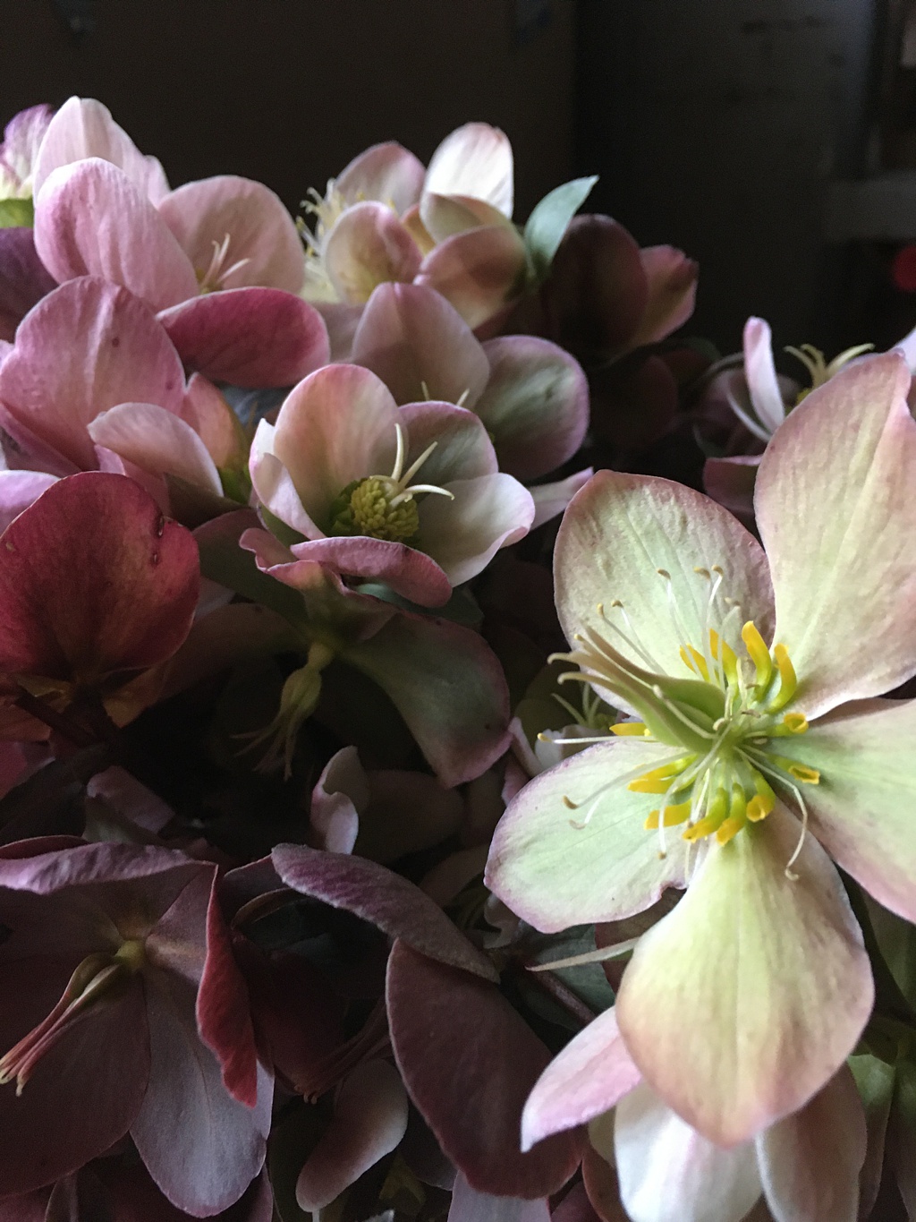 Seattle-Wedding-Florist-Bloom-Poet-Couture-Flower-Dress-American-Flowers-Week-2021-Hellebores-1 A bunch of hellebores ranging from pink to green