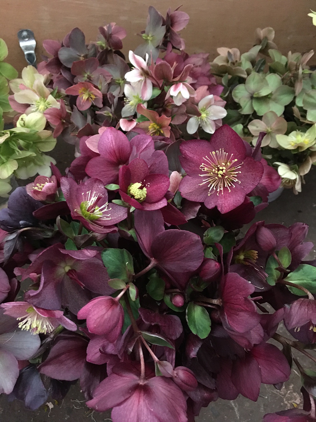 Seattle-Wedding-Florist-Bloom-Poet-Couture-Flower-Dress-American-Flowers-Week-2021-Hellebores-In-Studio Buckets of hellebores in the studio prior to creating the flower dress