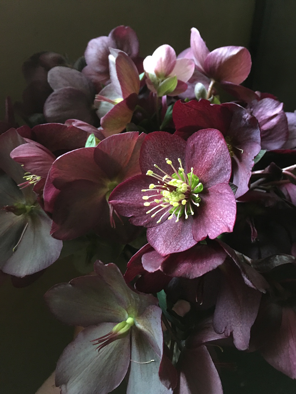 Seattle-Wedding-Florist-Bloom-Poet-Couture-Flower-Dress-American-Flowers-Week-2021-Hellebores-Red A bunch of red hellebores