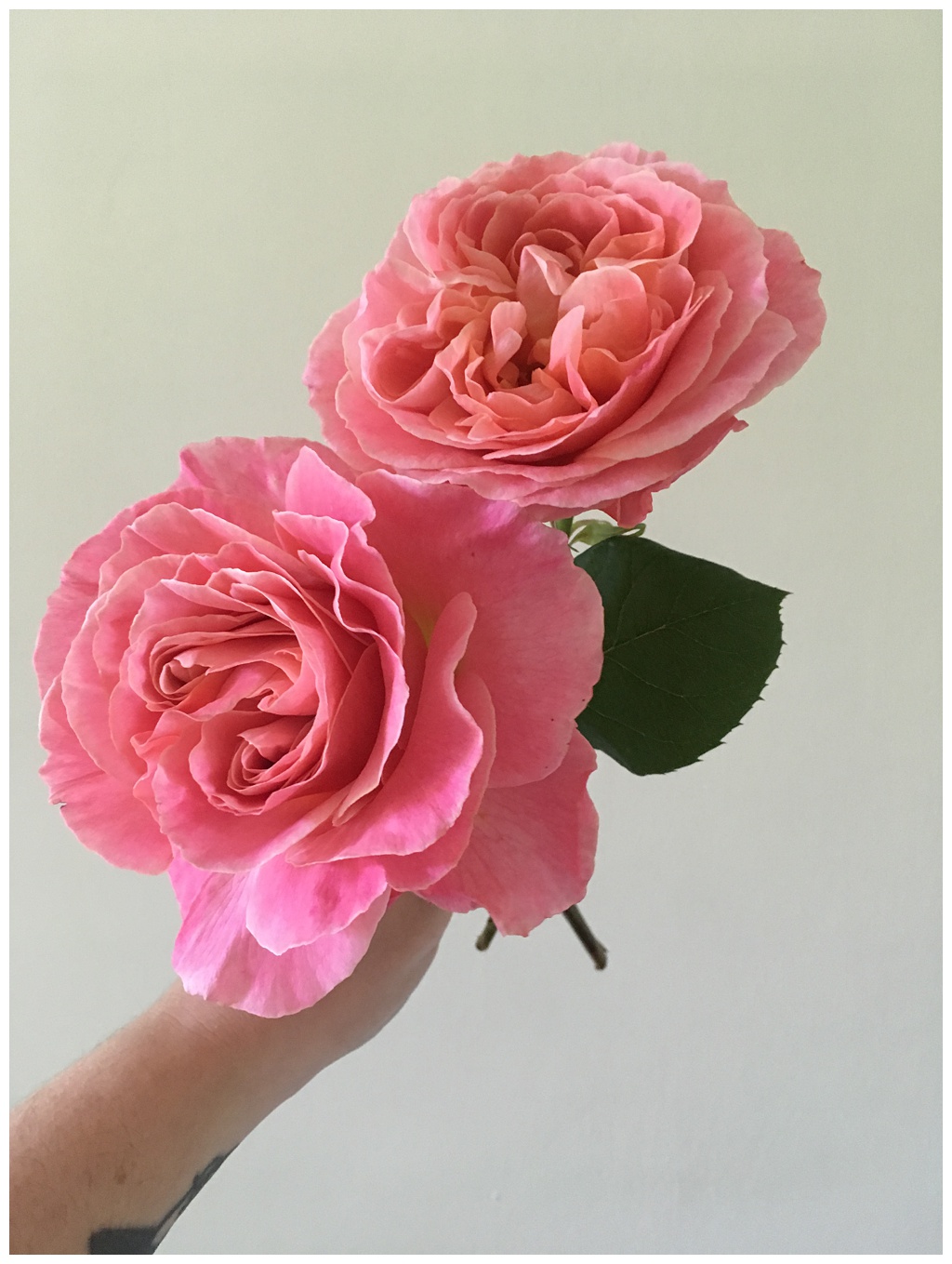Seattle-Wedding-Florist-Bloom-Poet-Best-May-Wedding-Flowers-Garden-Roses-Pink Pink garden roses held by florist