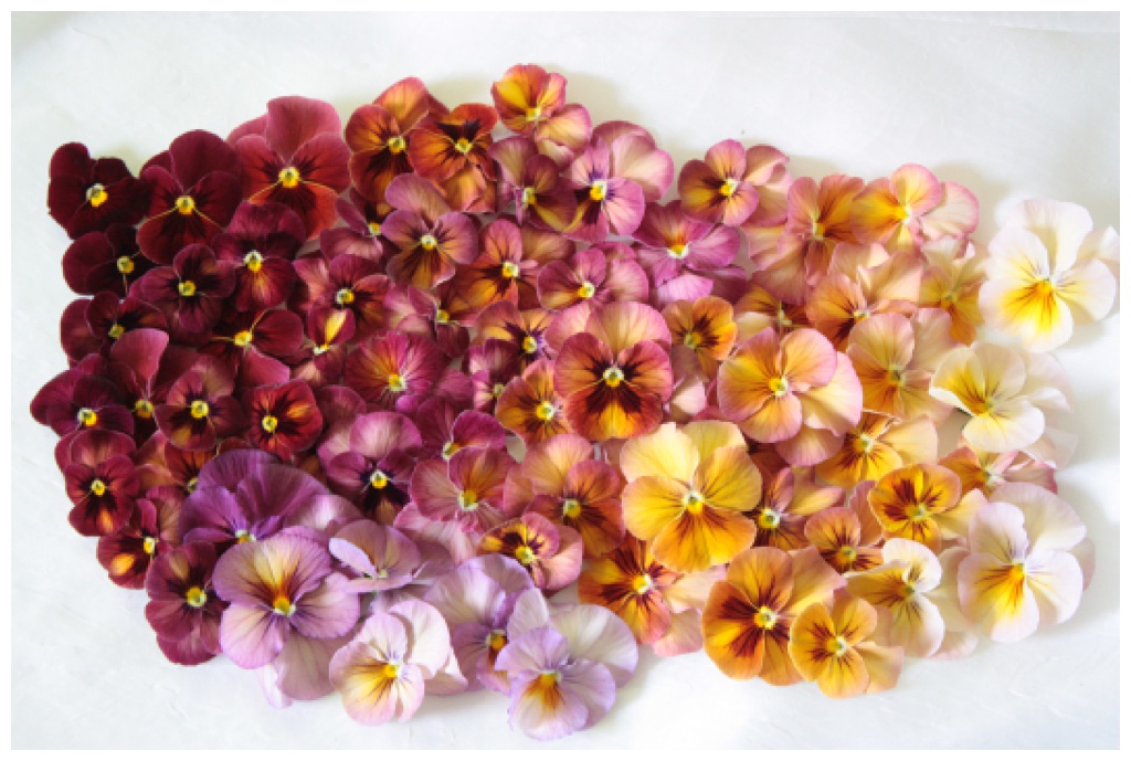 Seattle-Wedding-Florist-Bloom-Poet-Best-May-Wedding-Flowers-Pansies A rainbow of pansies laid flat in an ombre pattern