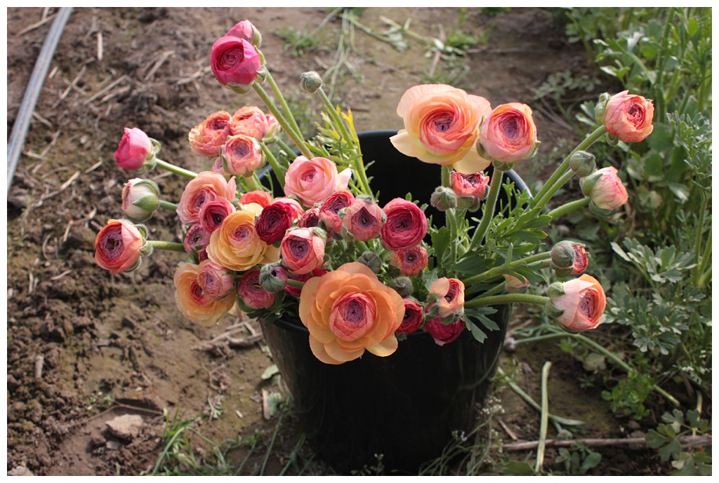 Seattle-Wedding-Florist-Bloom-Poet-Best-May-Wedding-Flowers-Pastel_Ranunculus A bucket of pastel ranunculus sits in the garden