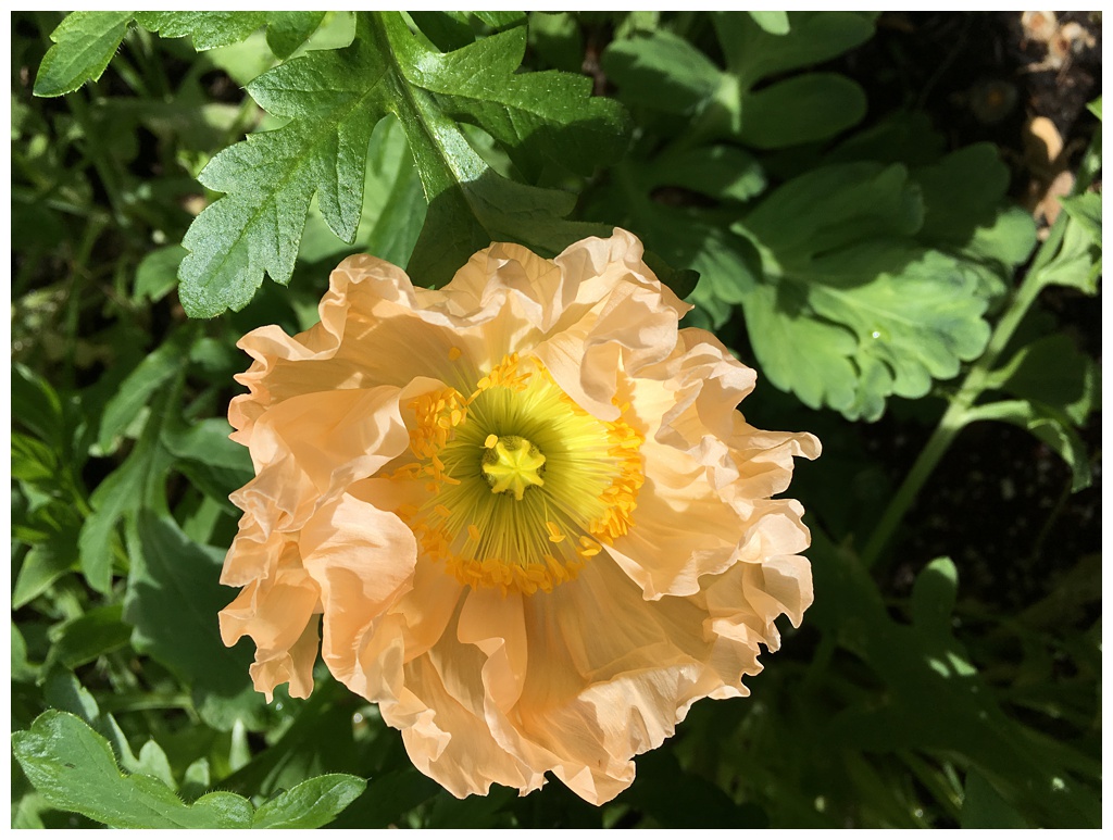 Seattle-Wedding-Florist-Bloom-Poet-Best-May-Wedding-Flowers-Poppies A peach poppy sits in the field - the perfect May wedding flower