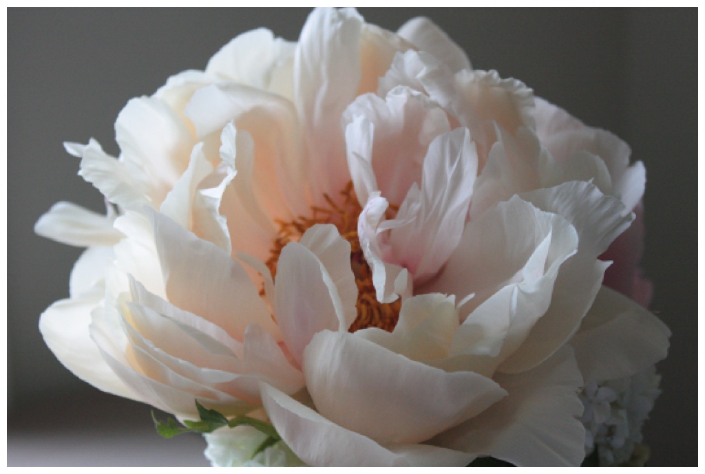Seattle-Wedding-Florist-Bloom-Poet-Best-May-Wedding-Flowers-White-Peonies A white peony opens beautifully