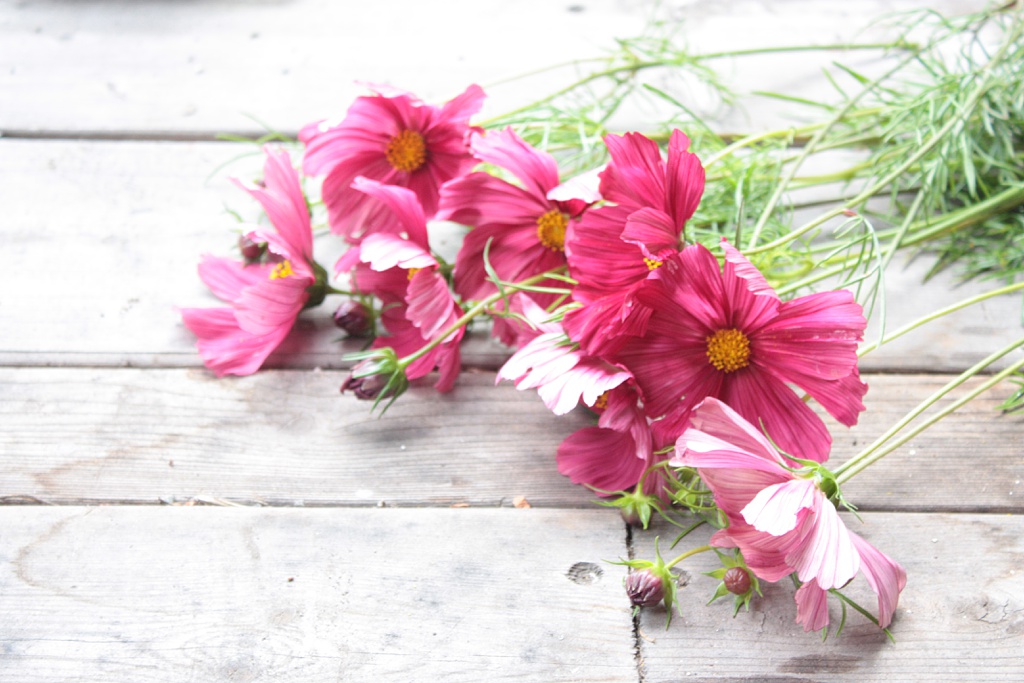 cosmos laying on a flat wooden bench