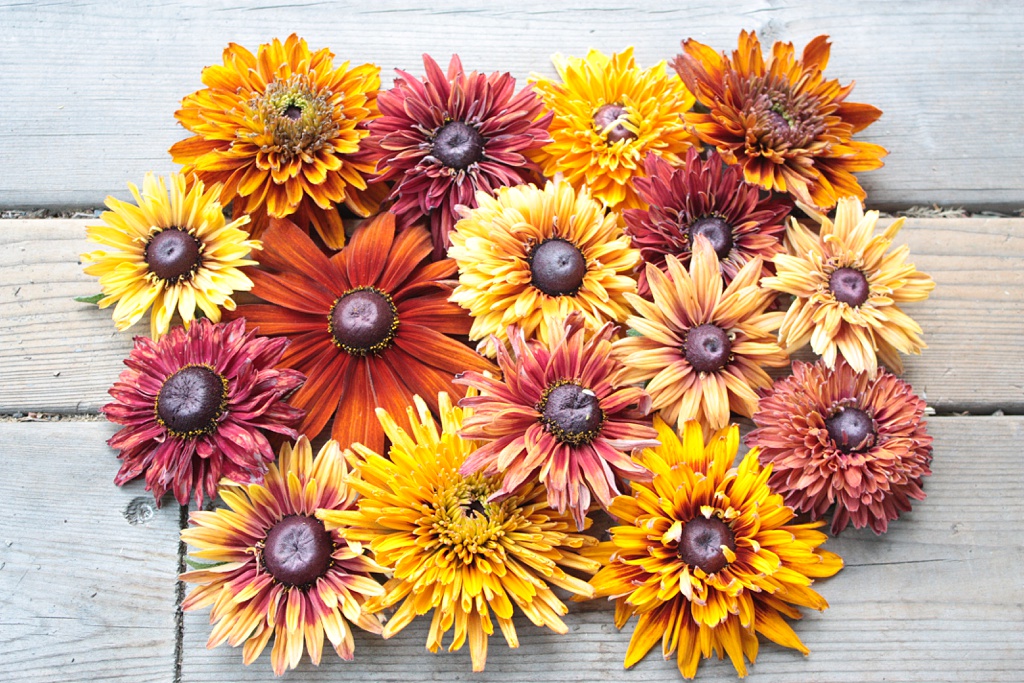 A laid-flat arrangement of rudbeckia flowers